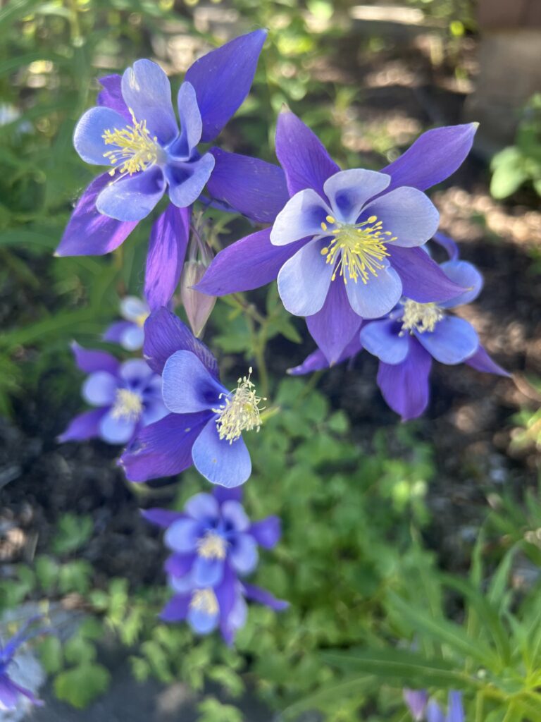 ThingsTo Do In Crested Butte – Summer